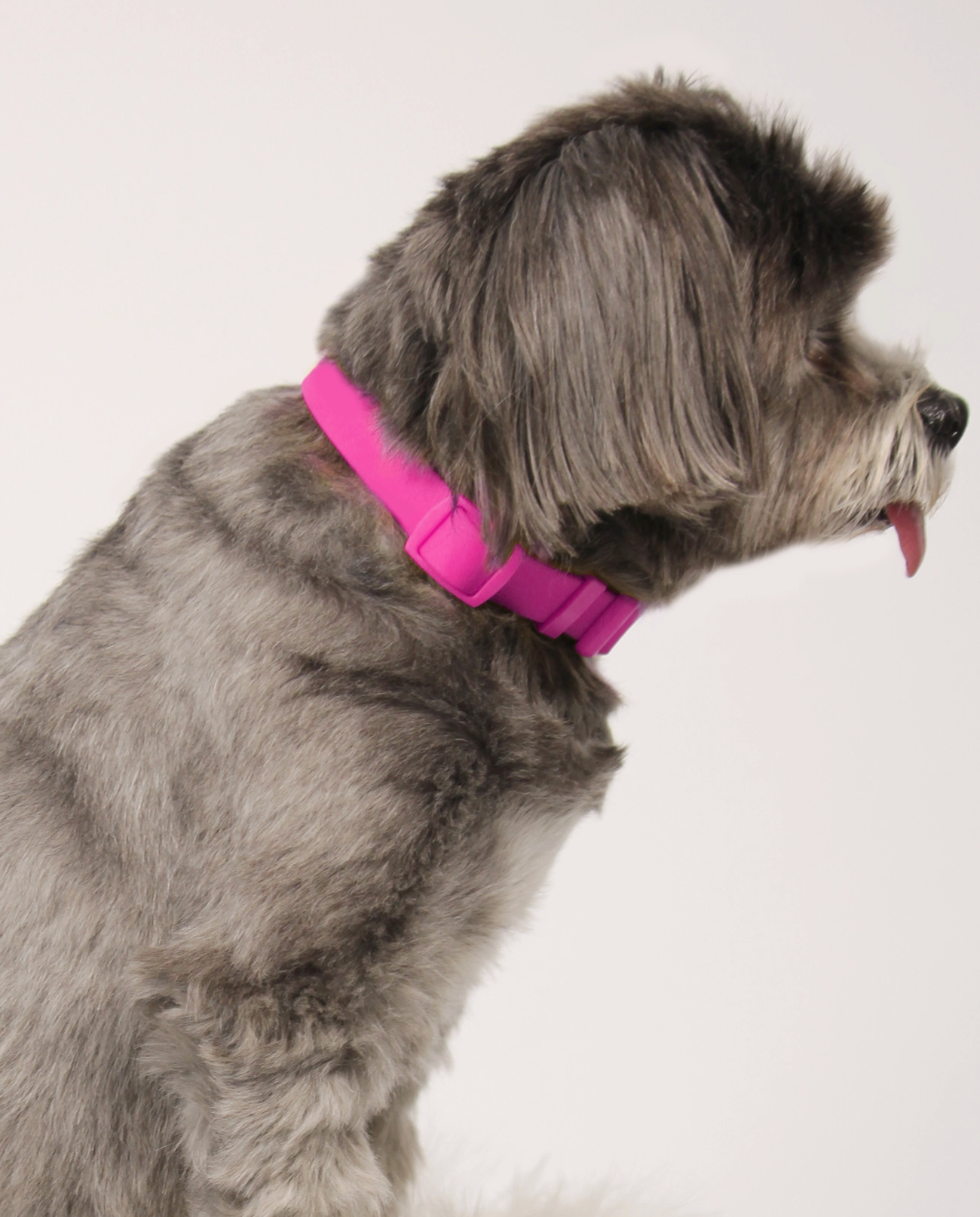 SoftTouch Dog Collar